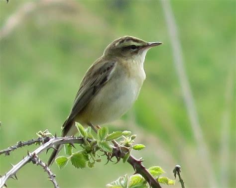 MERSEA WILDLIFE: SINGING SEDGE