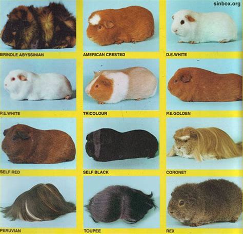 Explore the Fascinating Variety of Guinea Pig Breeds and Colors with ...