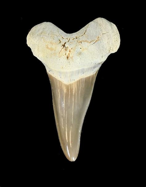 1.32" Cretoxyrhina Shark Tooth - Kansas For Sale (#42953) - FossilEra.com