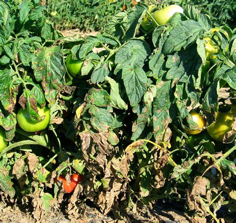 Early blight on tomatoes