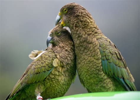 25 Stunning Photos of Kea Birds and Everything you need to know about New Zealand's Intelligent ...