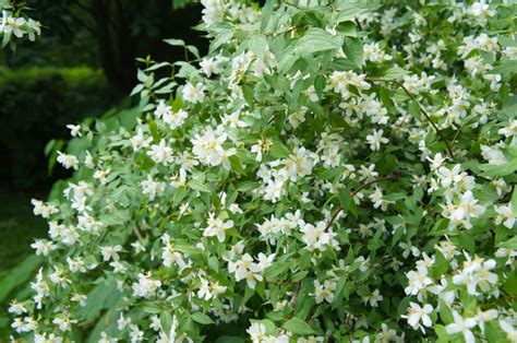 18 Beautiful Mock Orange Varieties (Philadelphus) - Petal Republic