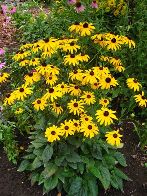 Susan's In the Garden: Perennials - Black-Eyed Susans