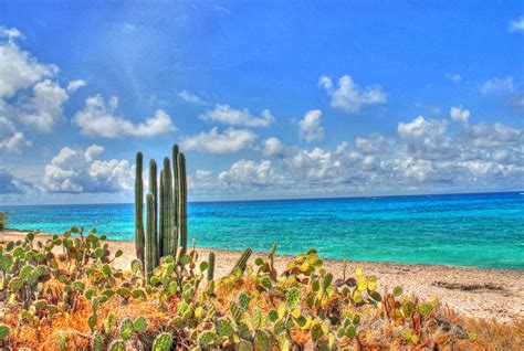 Pin by Mic Miller on Aruba | Cactus plants, Plants, Garden