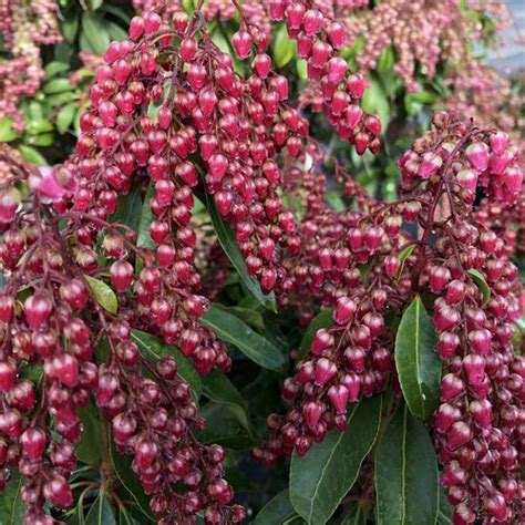 Interstella® - Lily of the Valley shrub - Pieris japonica | Proven Winners