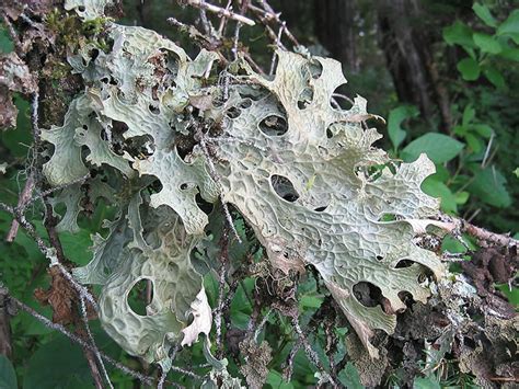 Lichen Habitat