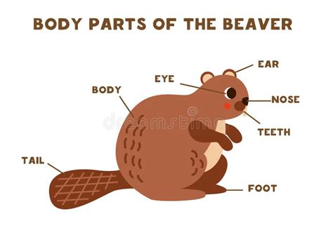 Body Parts of the Cute Beaver. Scheme for Children Stock Vector ...