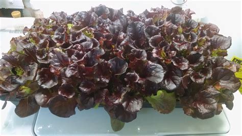 High Yield Lettuce Hydroponic Planting Trials - OTR Homegrown