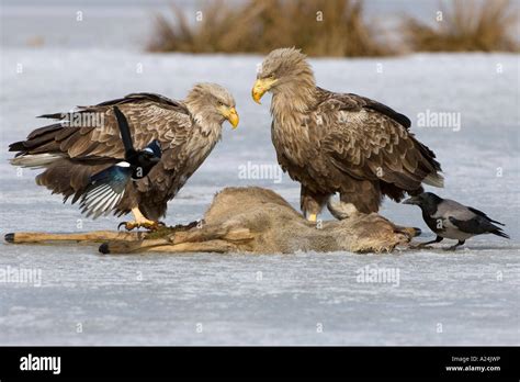 white tailed sea eagle, europe Stock Photo - Alamy