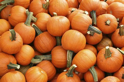 The best pumpkins for pies