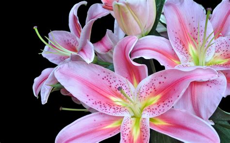 Download Flower Nature Lily HD Wallpaper