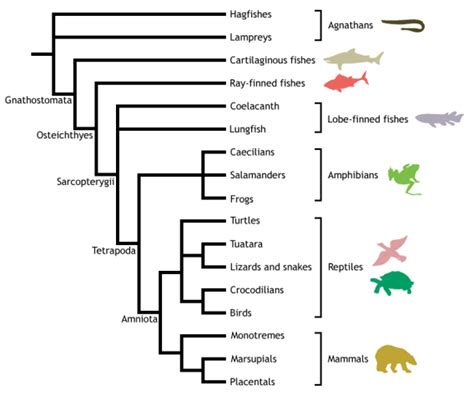 Vertebrata Cladogram (CLADES) : r/quatria