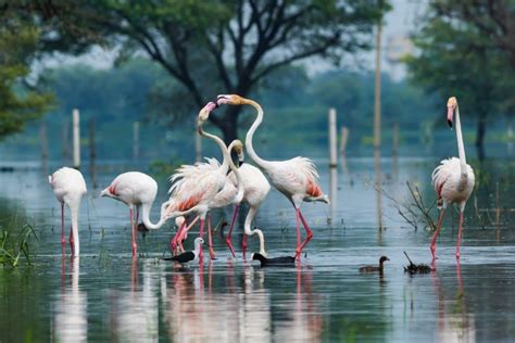 Bharatpur Bird Sanctuary | Sundowner Wildlife Holidays