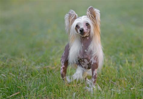 50 Ugly Dog Breeds You'll Love - Parade Pets