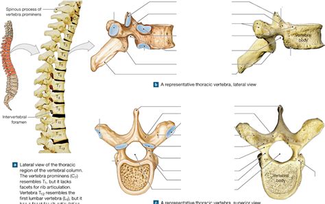 Anatomy Of Thoracic Vertebrae