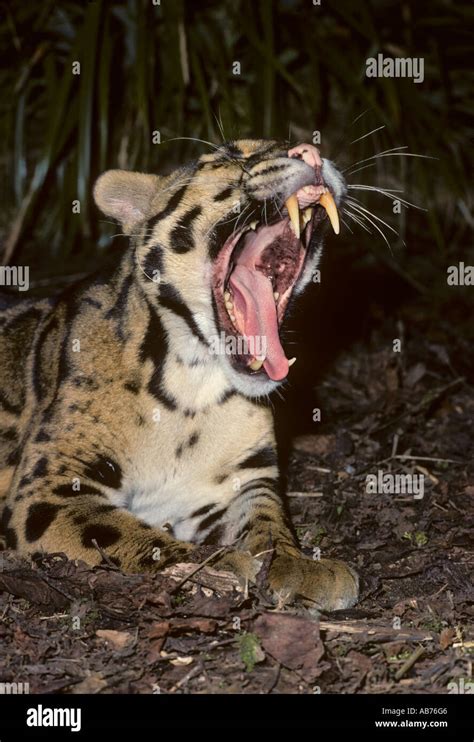 Clouded Leopard Teeth Stock Photos & Clouded Leopard Teeth Stock Images - Alamy