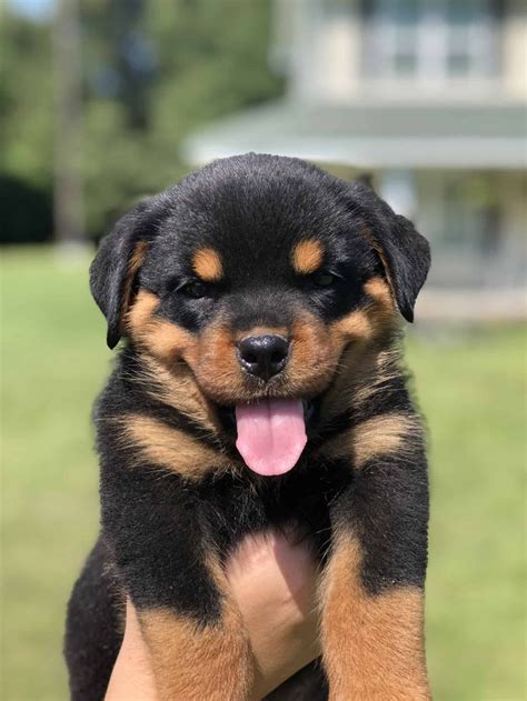 Louisiana Rottweiler Puppies For Sale - Mississippi Rottweilers ...