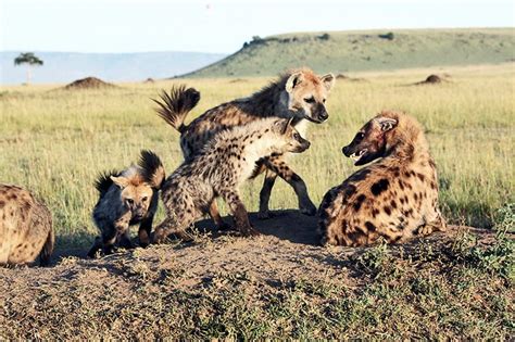 Hyena 'royalty' need alliances to stay on top - Futurity