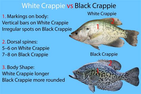 White Crappie vs. Black Crappie: All You Need to Know