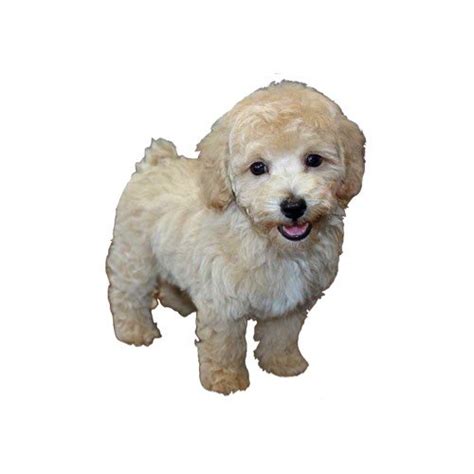 Bichon Poo Puppies - Pets N Pals Staunton, VA