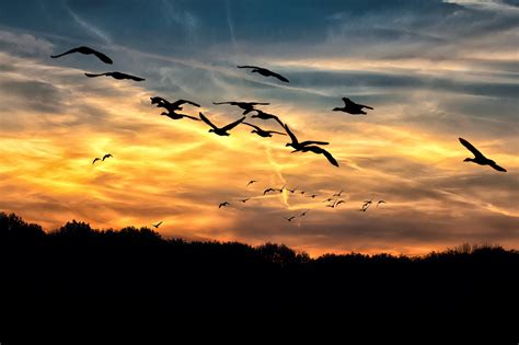 Wild Geese Sunset Autumn Free Stock Photo - Public Domain Pictures