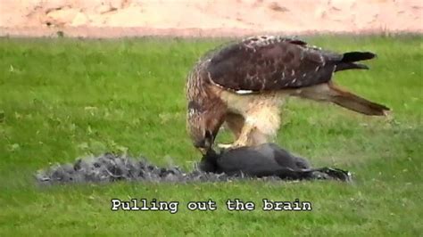 Red-Tailed Hawk eating Coot Brains, A Death Valley Delicacy - YouTube