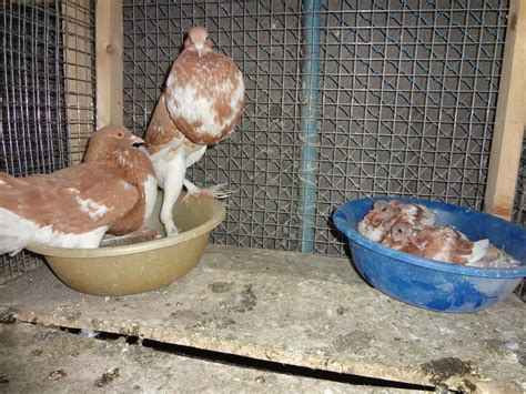 Fancy Pigeon Breeds: English Pouter