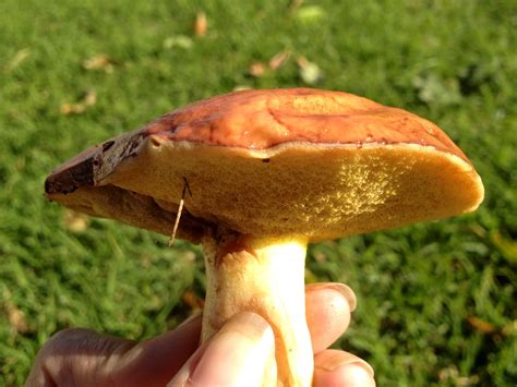 Easy Mushroom Foraging: Slippery Jack (Suillus granulatus) - Milkwood ...