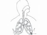 Respiratory System Coloring Circulatory Drawing Pages Body Systems  sketch template