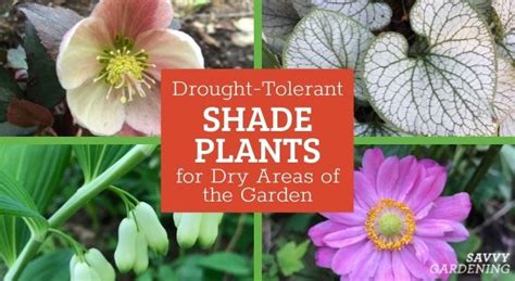 Drought Tolerant Shade Plants: Options for Dry, Shady Gardens