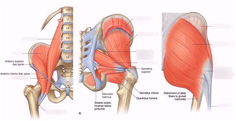 Pelvic Girdle Muscles