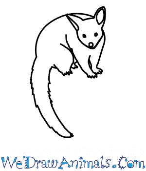 Cute Possum Drawing