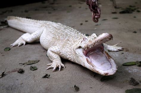 [Langka] Tiga buaya putih di kebun binatang Perancis