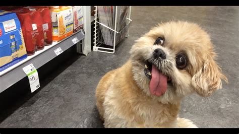 Marnie the Dog-- Duane Reade Adventure - YouTube