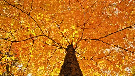 Fond d'écran : lumière du soleil, des arbres, tomber, la nature, branche, jaune, Vue de l'ombre ...