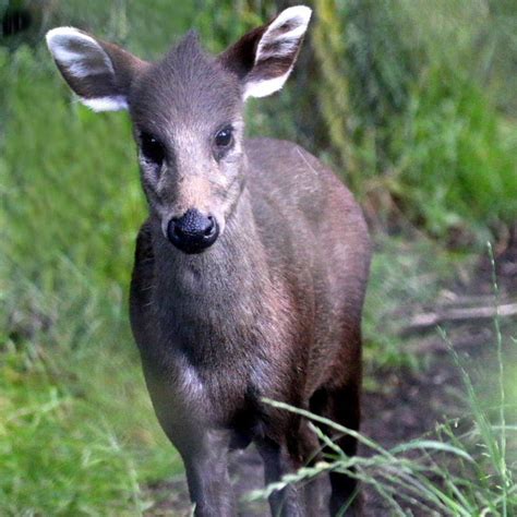 Tufted Deer