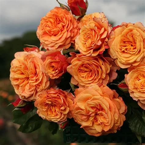 All About Kordes Roses and Their Best Flowers | Gardener’s Path