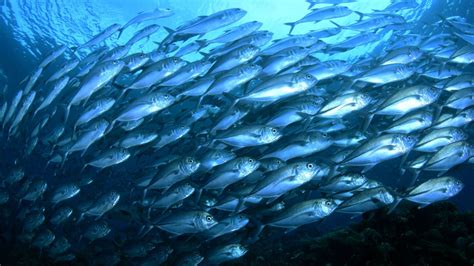 What are Pelagic Fish? An In-Depth Overview - American Oceans