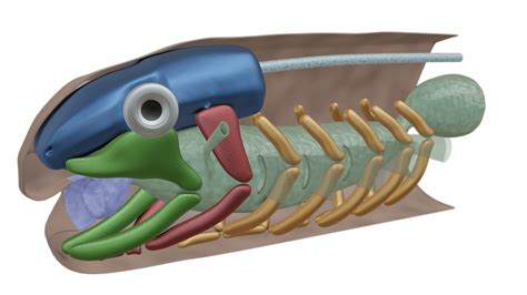 Vertebrate skull evolution: 3-Gnathostomes