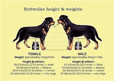 What Is a Rottweilers Life Expectancy | RottweilerHQ.com