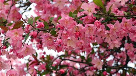Spring Apple Bloom Blossom Flowers In Branch 4K HD Flowers Wallpapers | HD Wallpapers | ID #55299
