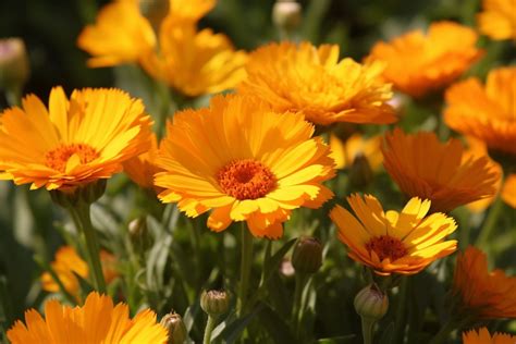 Calendula Flower Meaning, Symbolism & Spiritual Significance - Foliage Friend - Learn About ...