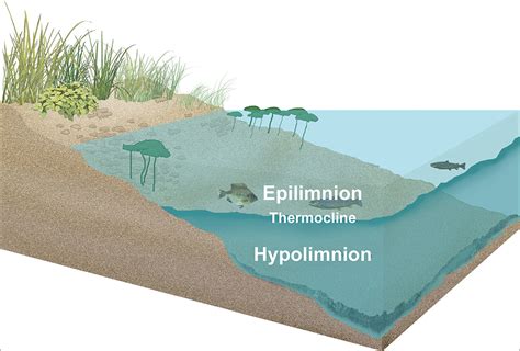 Seasonal Changes in Ponds and Lakes | Vertex Aquatic Solutions