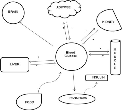 Mechanisms of Glucose Homeostasis | Download Scientific Diagram