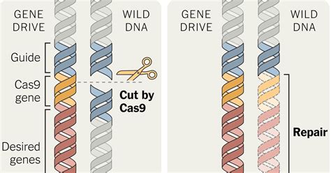 Gene Drives Offer New Hope Against Diseases and Crop Pests - The New York Times