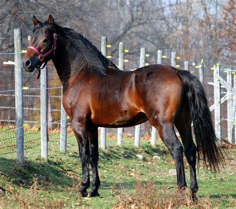 Morgan Horse Breed Information, History, Videos, Pictures