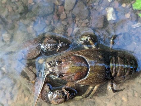 White-Clawed Crayfish Hatchery - Wildwood Devon