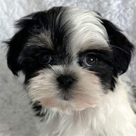 Malshi Puppy for Sale - Heavenly Puppies