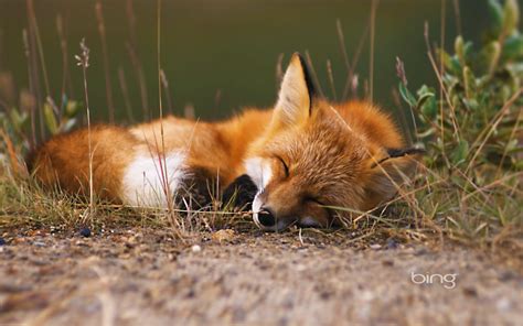 Renard Fond d'écran HD | Arrière-Plan | 1920x1200 | ID:462854 ...