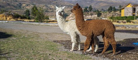 Huacaya Alpaca | Local Alpaca From Peru